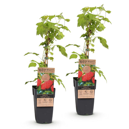Rubus idaeus Malling Promise. Deux plants de framboisier en pot sur fond blanc, avec des étiquettes montrant des framboises rouges juteuses.