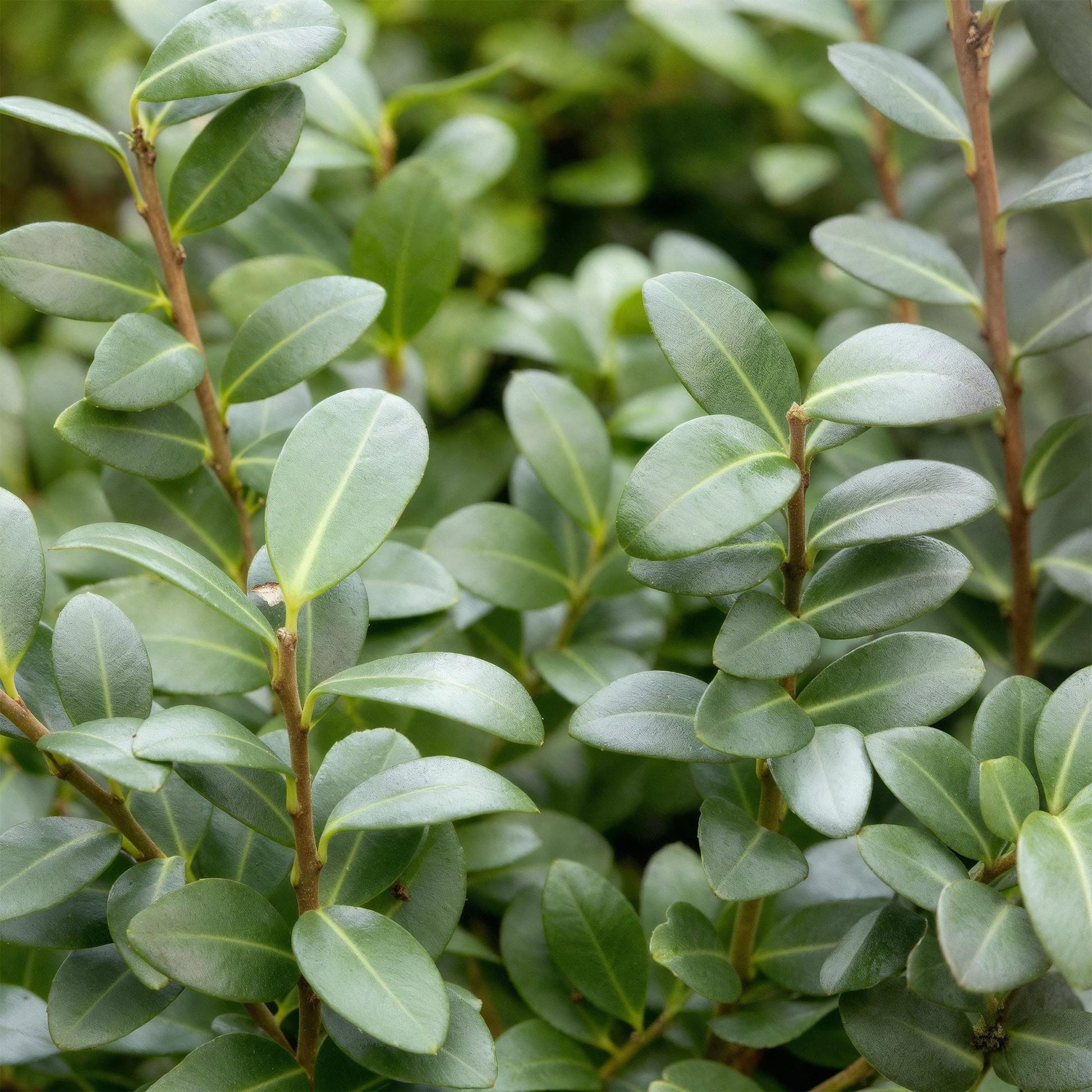 Ilex crenata Caroline Upright, feuillage persistant vert foncé et dense, idéal pour une haie ou un topiaire.
