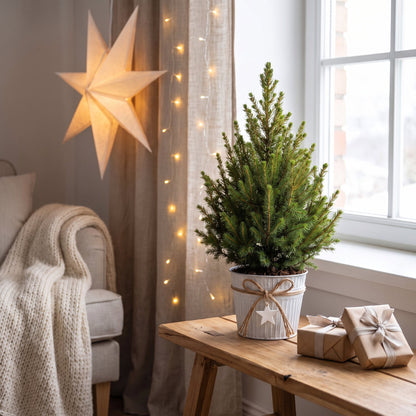 Épicéa de l'Alberta 'Conica' en pot en zinc, décor de Noël