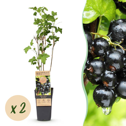 Cassis Ben Nevis : plant en pot sur fond blanc, avec une pastille « x2 » indiquant la quantité, et un gros plan de grappes de cassis juteux.