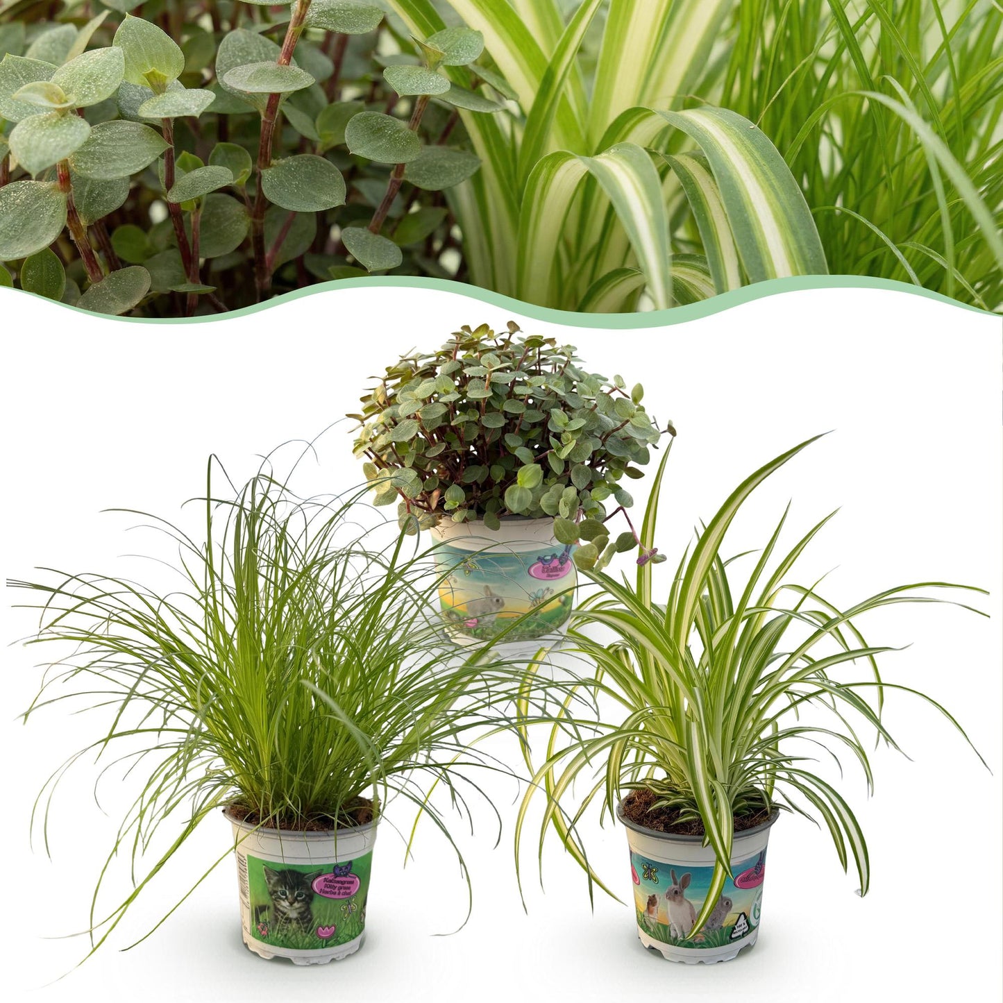 Plante d'intérieur - Cyperus - Calissia - Chlorophytum - Mix de 3 - Plantes Amies des Animaux - Vert - 3 Plantes - Pot 12cm - Hauteur 20cm