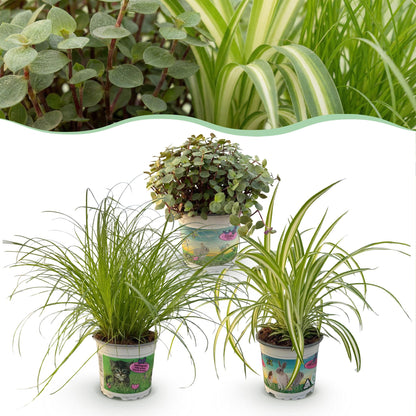 Plante d'intérieur - Cyperus - Calissia - Chlorophytum - Mix de 3 - Plantes Amies des Animaux - Vert - 3 Plantes - Pot 12cm - Hauteur 20cm