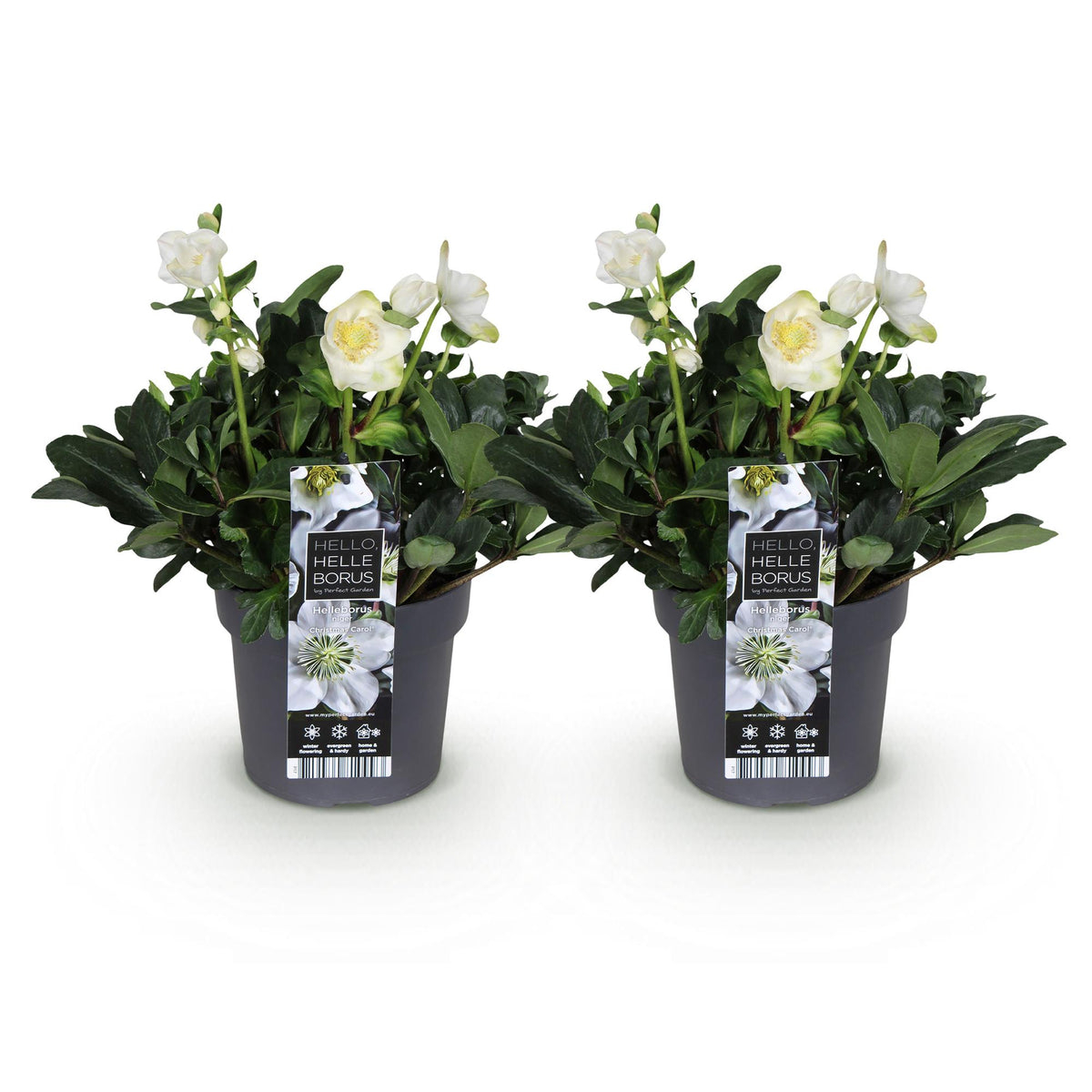 Rose de Noël 'Christmas Carol' - lot de 2 plants en pot de 17 cm