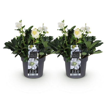 Rose de Noël 'Christmas Carol' - lot de 2 plants en pot de 17 cm