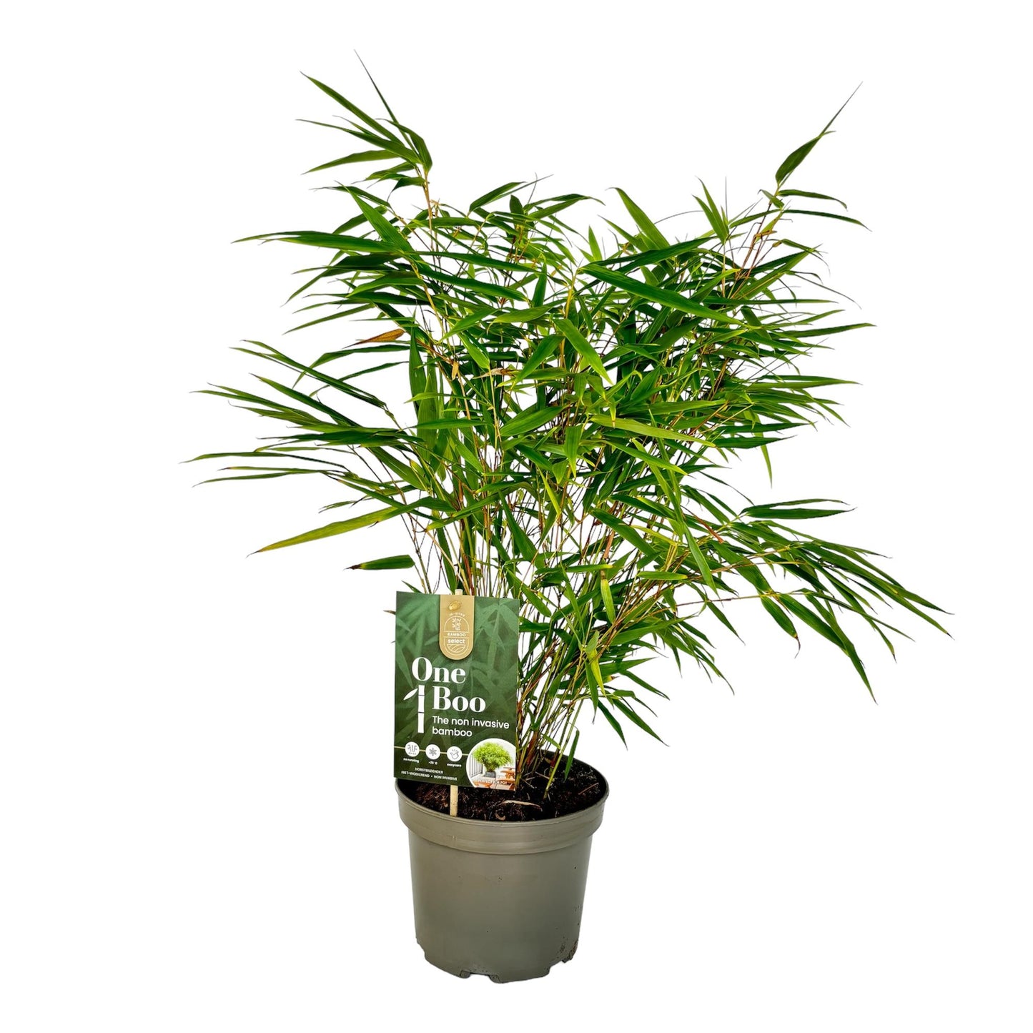 Fargesia Rufa, bambou non envahissant, avec un feuillage vert dense dans un pot gris sur fond blanc. Un plant de 60cm de haut, pot de 17cm.