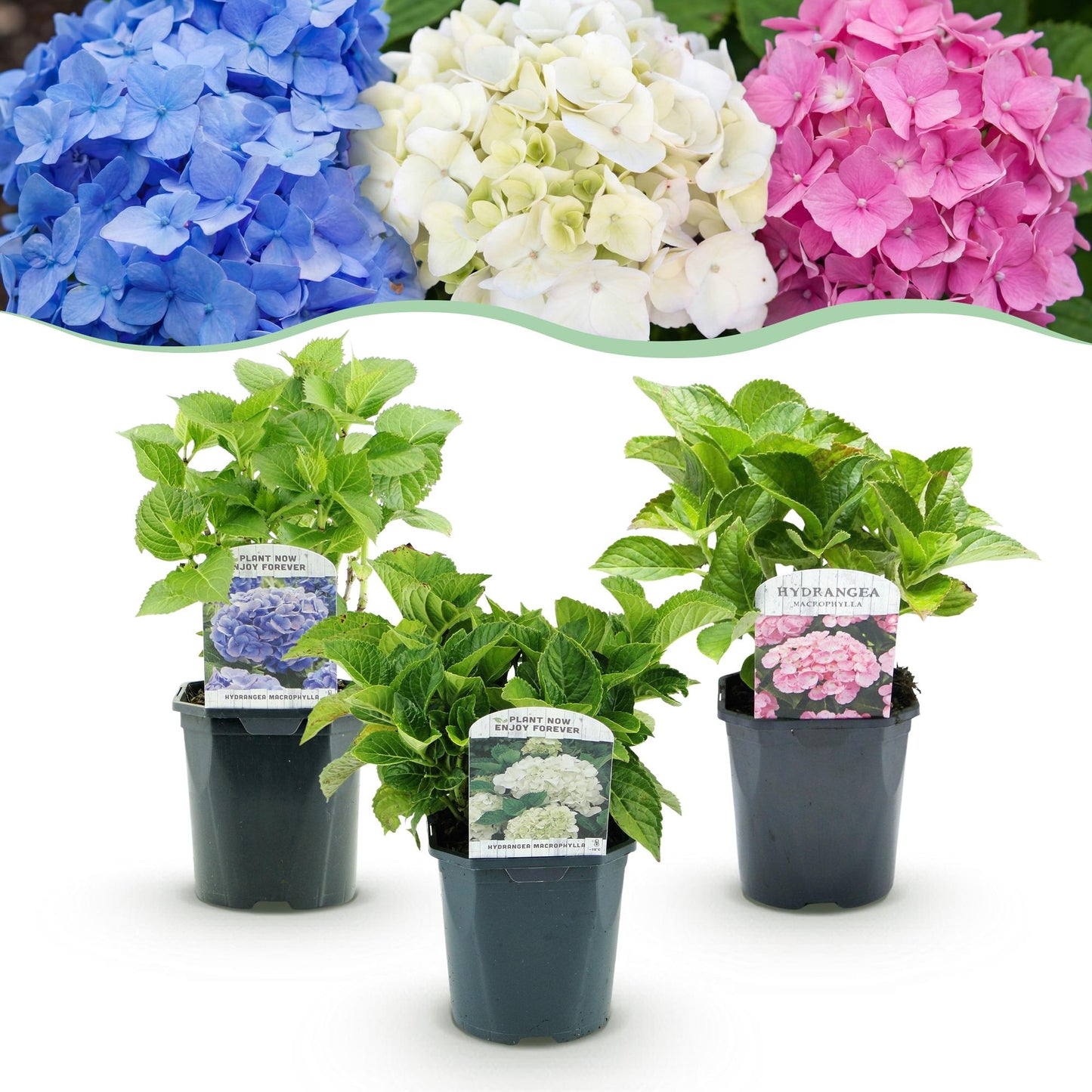 Hortensia de jardin (Hydrangea macrophylla), arbuste fleuri rustique, Pot 17 cm, Hauteur 30 cm