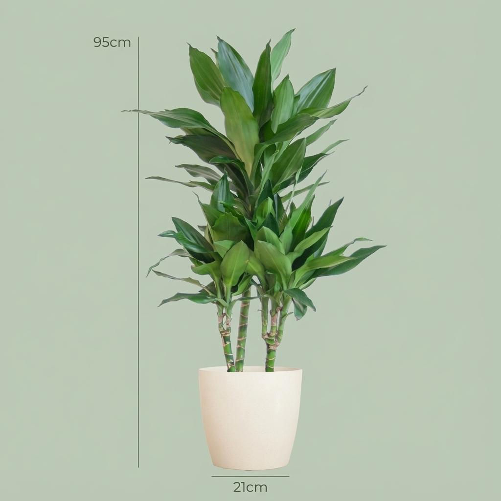 Dracaena  Janet Lindt avec Potter blanc - 95cm - Ø21