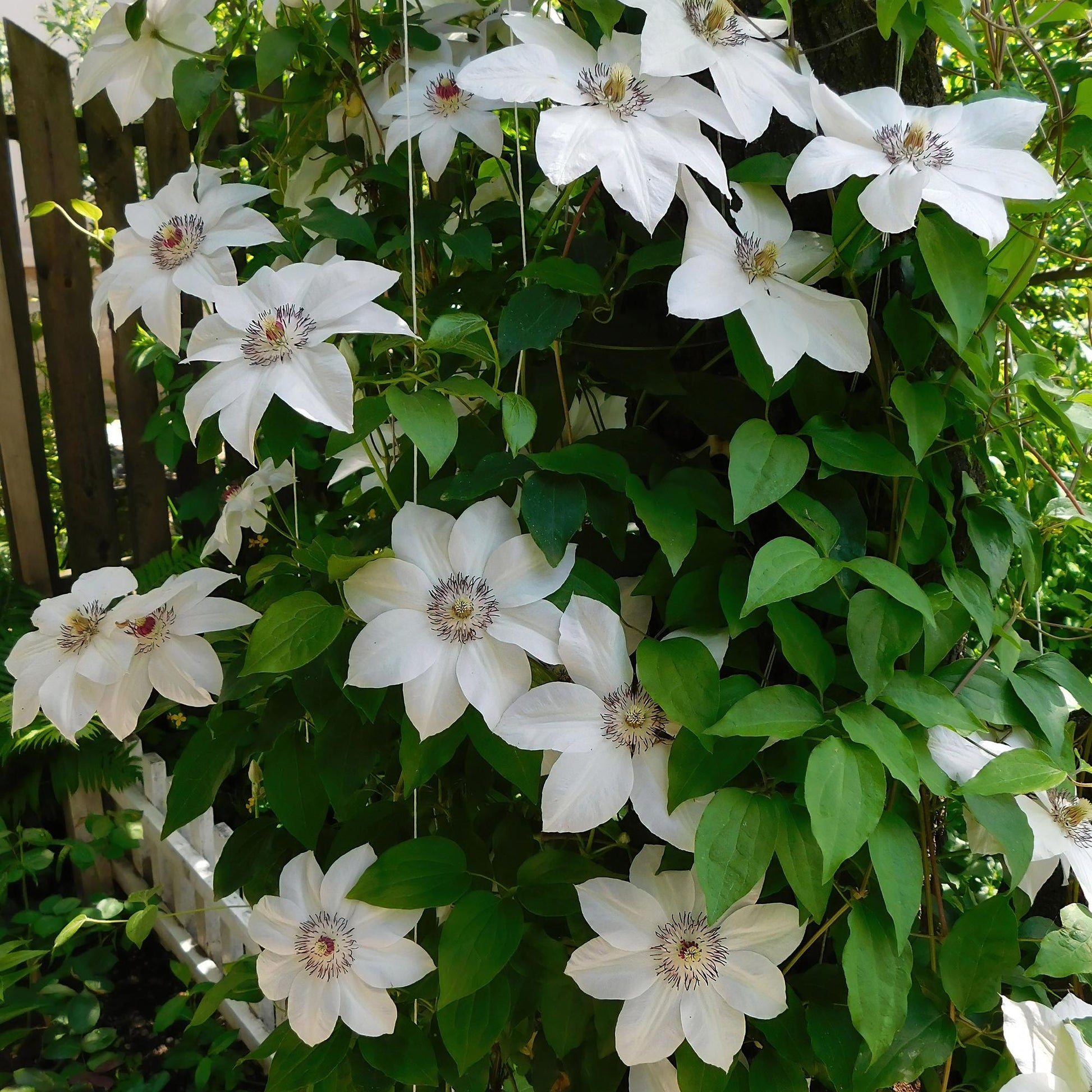 Clematis Miss Bateman. Magnifiques fleurs blanches aux cœurs pourpres, cette clématite grimpante illumine un mur ou une pergola dans un jard