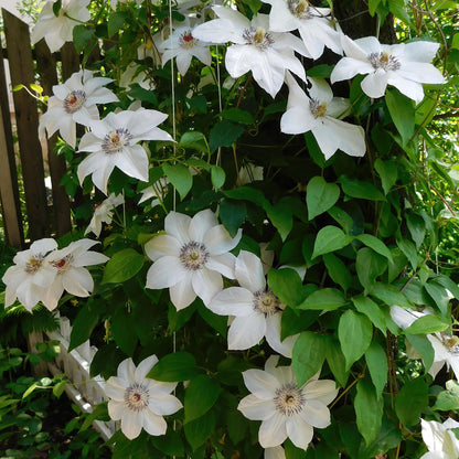 Clematis Miss Bateman. Magnifiques fleurs blanches aux cœurs pourpres, cette clématite grimpante illumine un mur ou une pergola dans un jard