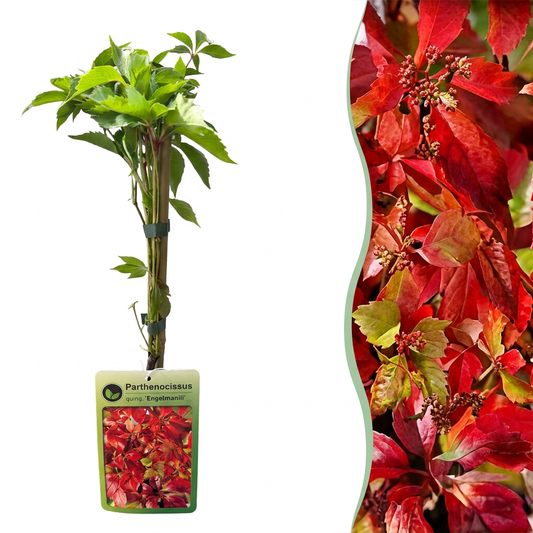Vigne vierge d'Engelmann (Parthenocissus quinquefolia) - grimpante au feuillage flamboyant