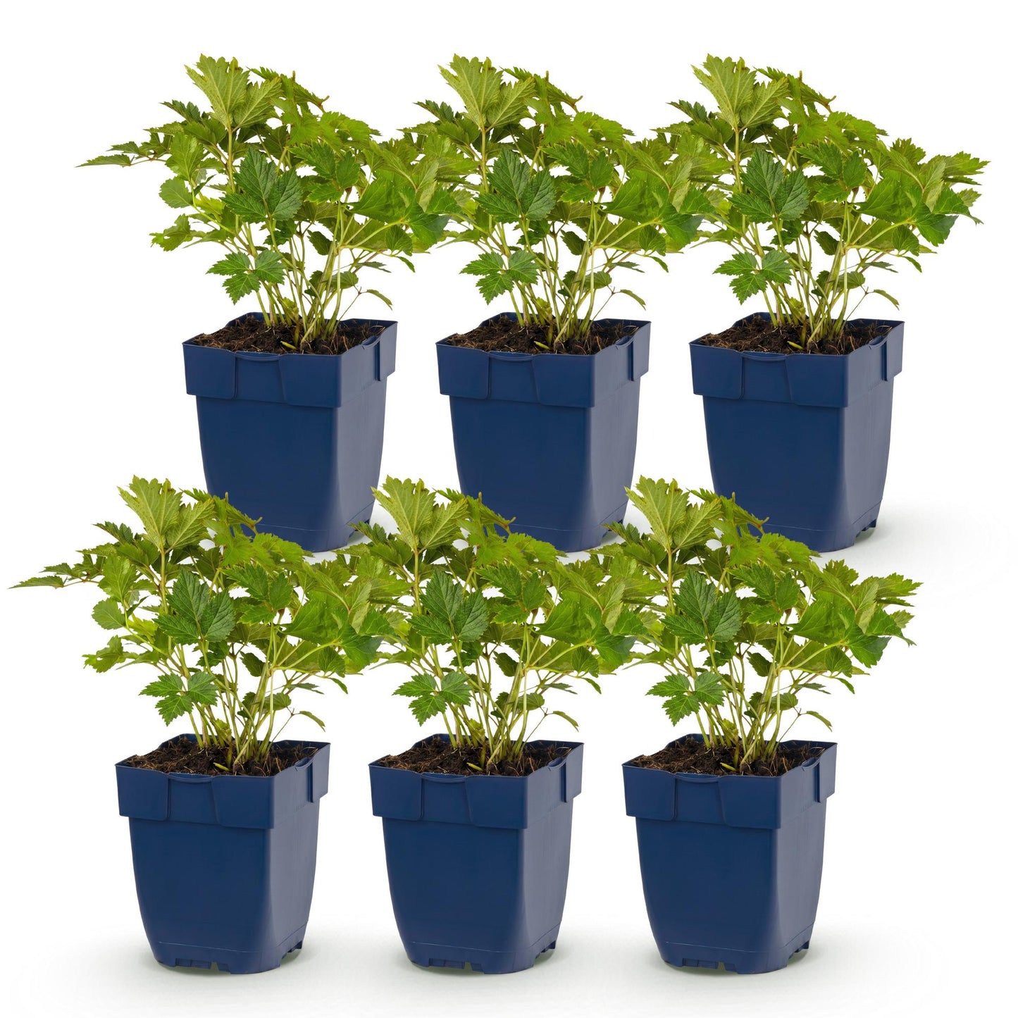 Astilbe chin. Pumila, lot de six plants vivaces en pot bleu de 11cm, feuillage vert, idéales pour l'ombre.