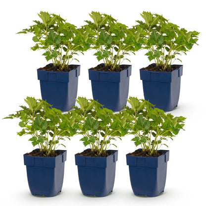 Astilbe chin. Pumila, lot de six plants vivaces en pot bleu de 11cm, feuillage vert, idéales pour l'ombre.