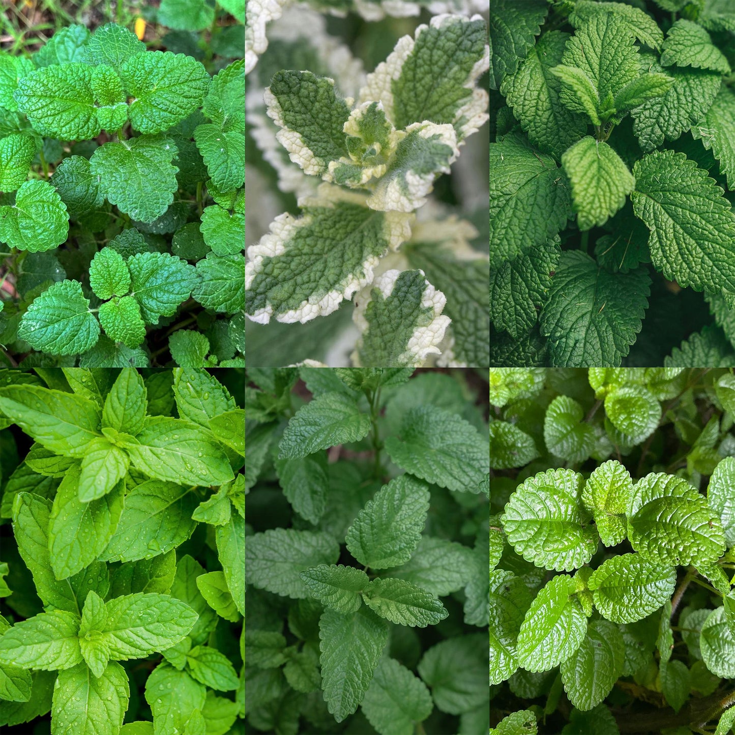 Herbes à thé. Variété de plantes aromatiques avec différents types de feuillage vert, dont une variété panachée.