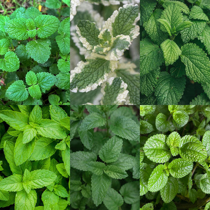 Herbes à thé. Variété de plantes aromatiques avec différents types de feuillage vert, dont une variété panachée.
