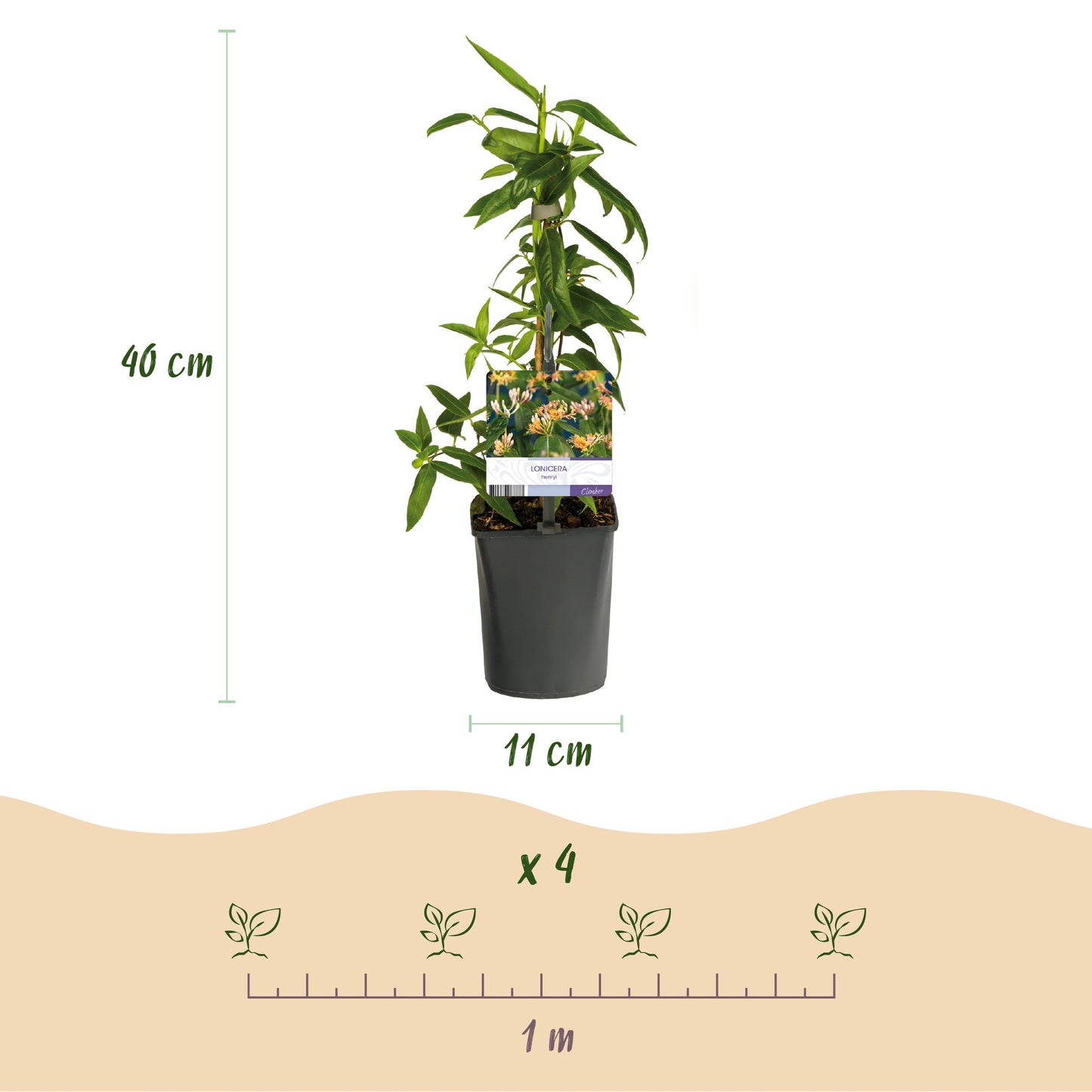 Chèvrefeuille Lonicera henryi, infographie montrant un plant en pot, hauteur 40 cm, pot de 11 cm, et espacement de plantation de 1 mètre pou
