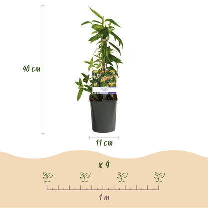 Chèvrefeuille Lonicera henryi, infographie montrant un plant en pot, hauteur 40 cm, pot de 11 cm, et espacement de plantation de 1 mètre pou