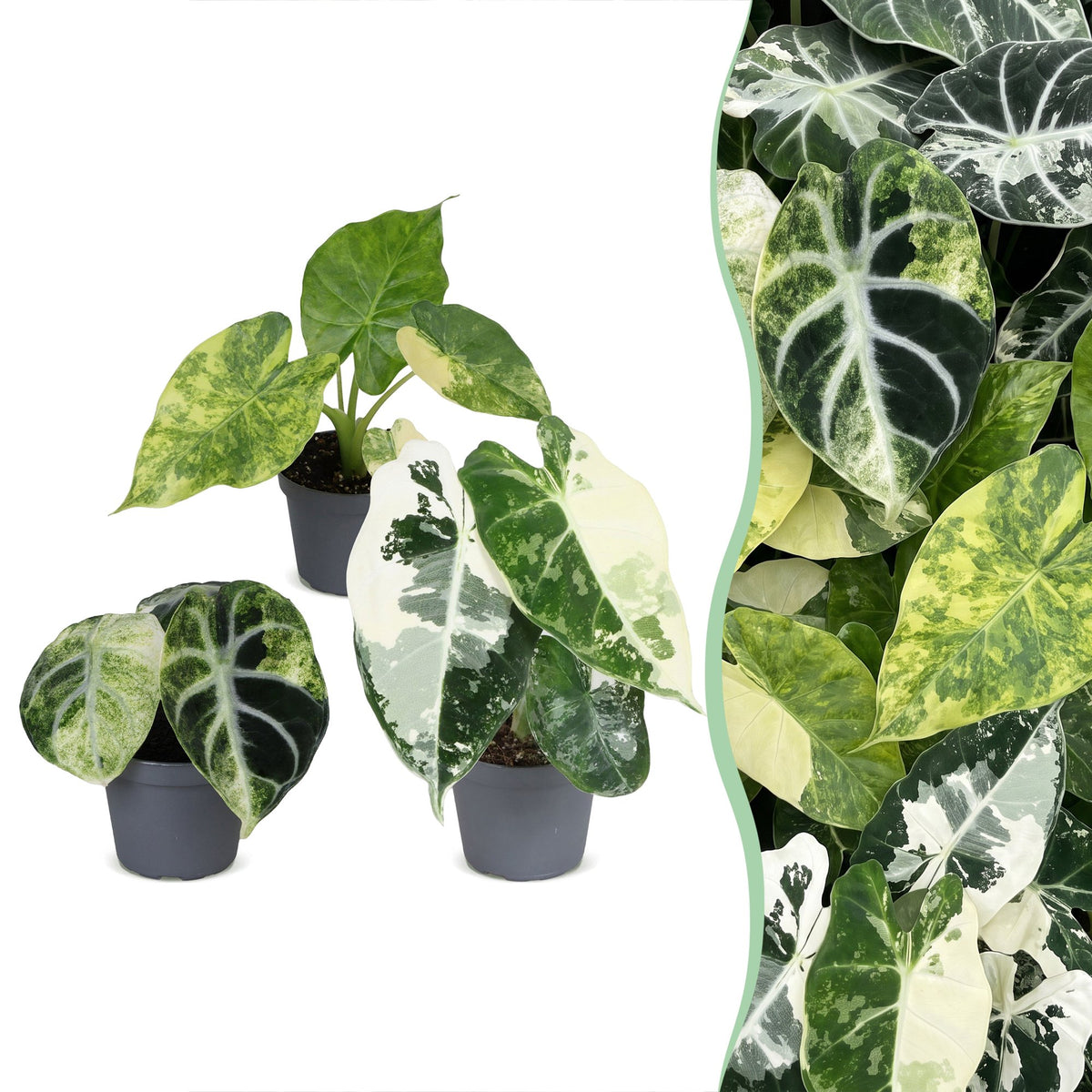 Lot de 3 bébés Alocasia panachés Frydek, Macrorrhiza et Ninja Variegata en pot de 6 cm