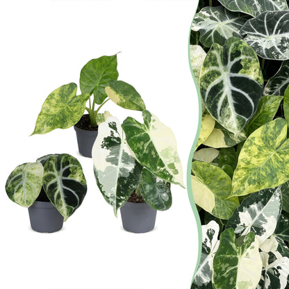 Lot de 3 bébés Alocasia panachés Frydek, Macrorrhiza et Ninja Variegata en pot de 6 cm