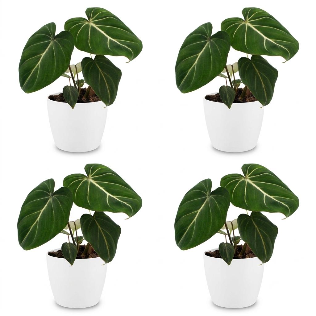 Philodendron Gloriosum - Pot de 12cm