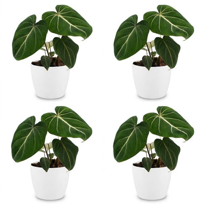 Philodendron Gloriosum - Pot de 12cm
