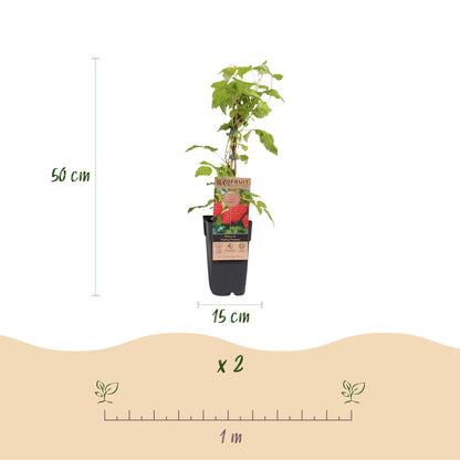 Rubus idaeus Malling Promise. Schéma d'un framboisier en pot noir, indiquant une hauteur de 50 cm et un diamètre de pot de 15 cm. Une règle 