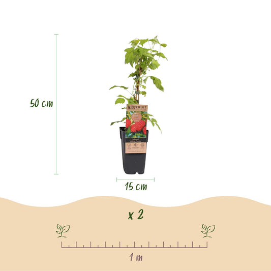 Rubus idaeus Malling Promise. Schéma d'un framboisier en pot noir, indiquant une hauteur de 50 cm et un diamètre de pot de 15 cm. Une règle 