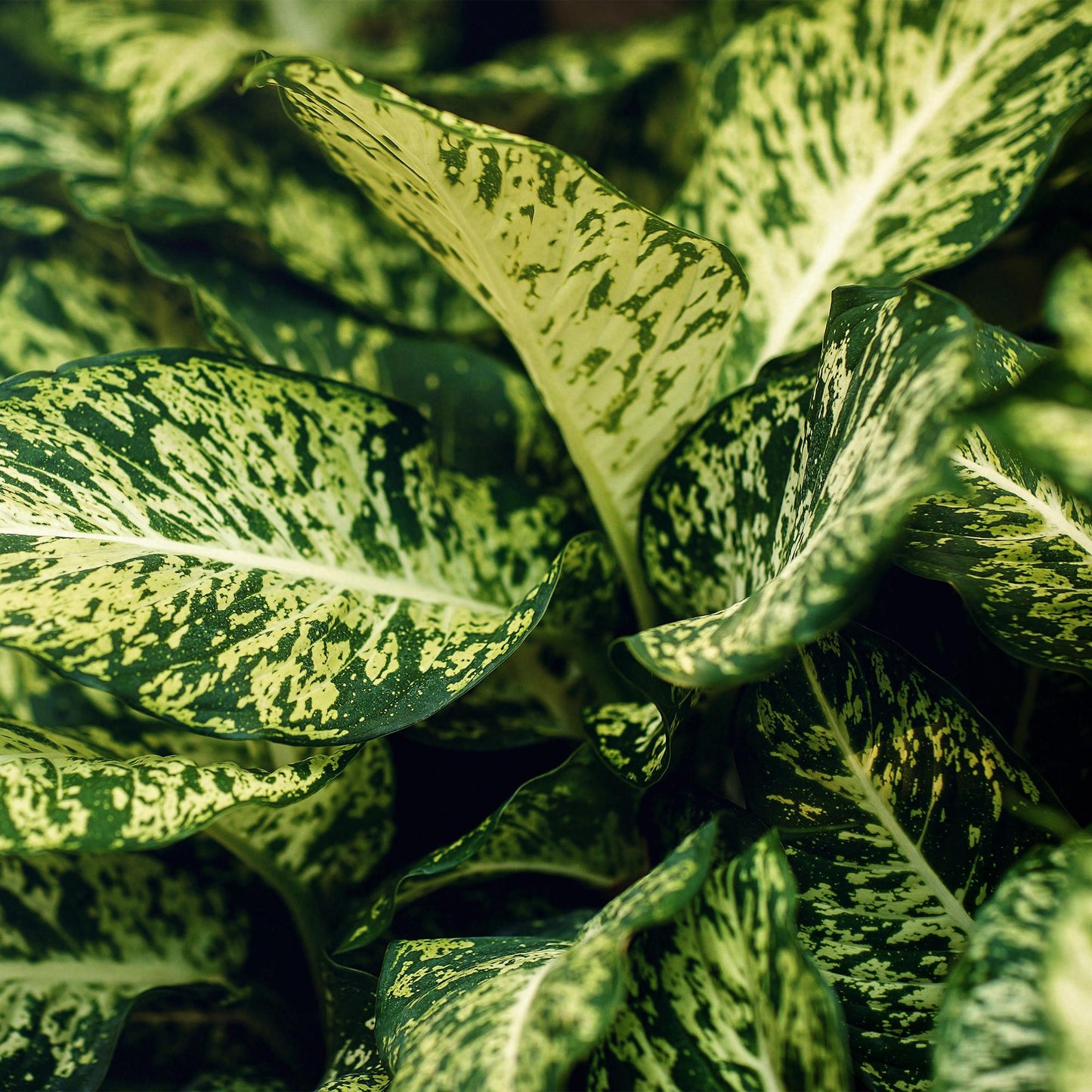 Plantes d'intérieur - Dieffenbachia Compacta - Dieffenbachia - Peu d'entretien - avec panier - Panaché - 1 Plante - Pot 17cm - Hauteur 45-50cm