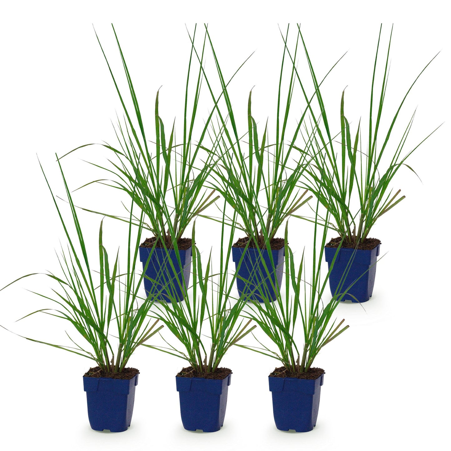 Pennisetum alop. Black Beauty (Herbe à lampes) : Six jeunes plants d'herbe aux plumets en pot bleu, sur fond blanc uni.