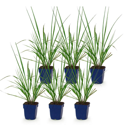 Pennisetum alop. Black Beauty (Herbe à lampes) : Six jeunes plants d'herbe aux plumets en pot bleu, sur fond blanc uni.