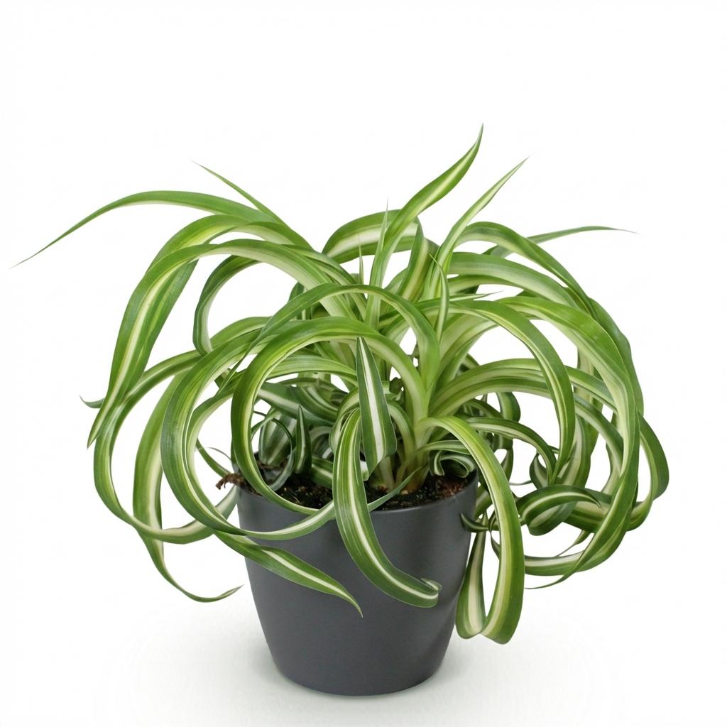 Chlorophytum comosum Bonnie aux feuilles vertes panachees de blanc cremeux qui retombent gracieusement d'un pot gris anthracite