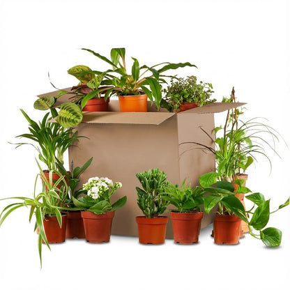 Grande variété de 12 plantes d'intérieur vertes et fleuries en pots de culture, sortant d'une grande boîte en carton