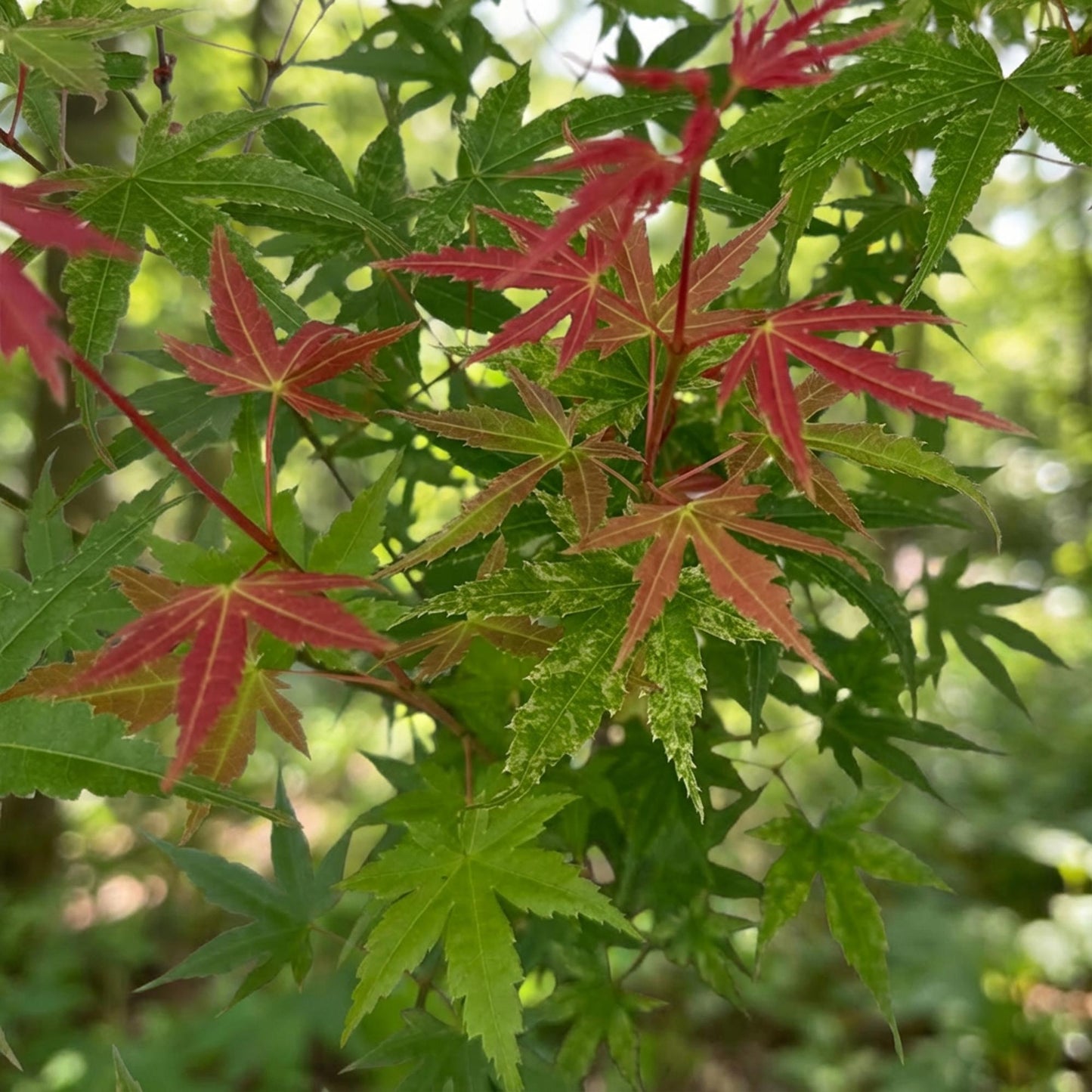 Acer palmatum Phoenix. Gros plan sur les feuilles panachées d'érable japonais, certaines vertes, d'autres arborant de magnifiques teintes ro