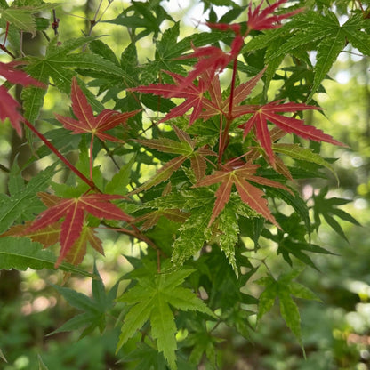 Acer palmatum Phoenix. Gros plan sur les feuilles panachées d'érable japonais, certaines vertes, d'autres arborant de magnifiques teintes ro