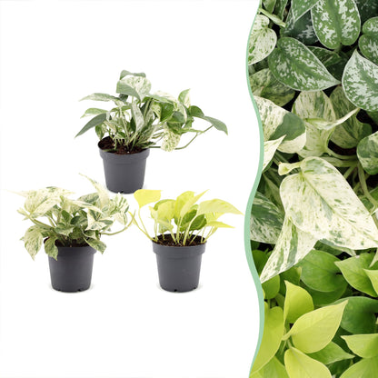 Lot de 3 bébés Pothos Champs Élysées, Snow Leopard et Marble Variegata en pot de 6 cm