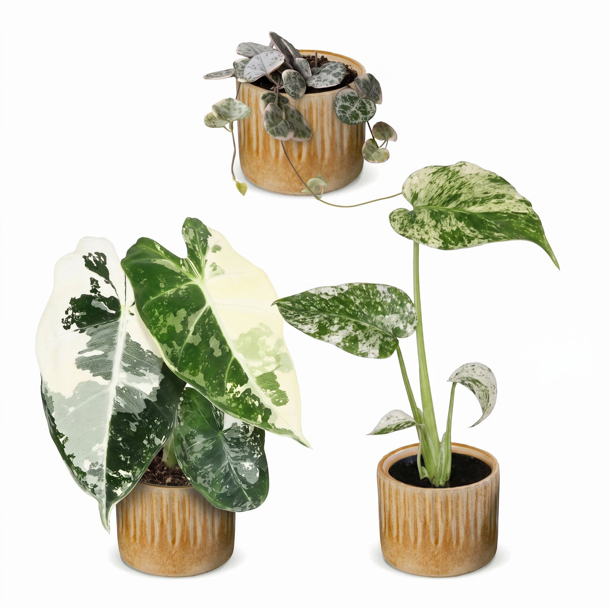 Bébés plantes panachées en pot de 6 cm, 3 plantes, cache-pot miel