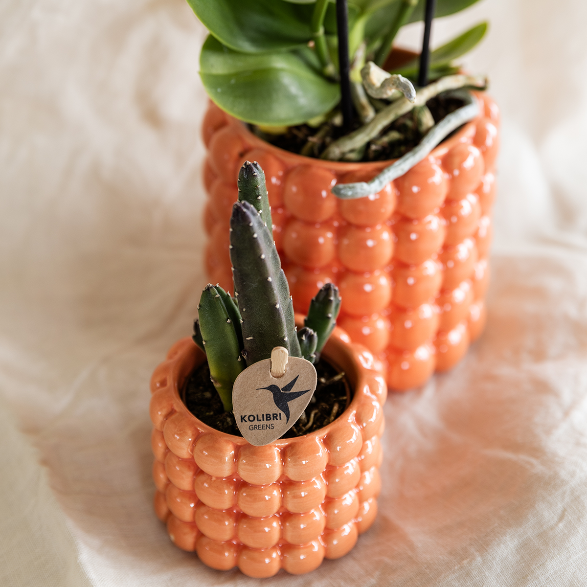 Set de plantes Poppy Mix - 4 plantes vertes en cache-pots Poppy Ø6 cm