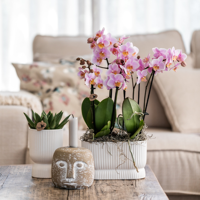 Orchidée Phalaenopsis rose ancien en pot