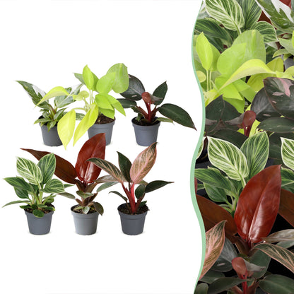 Lot de 6 bébés Philodendron White Princess, Pink Princess, Neon, Sun Red, White Measure et Pink Bikini en pot de 6 cm