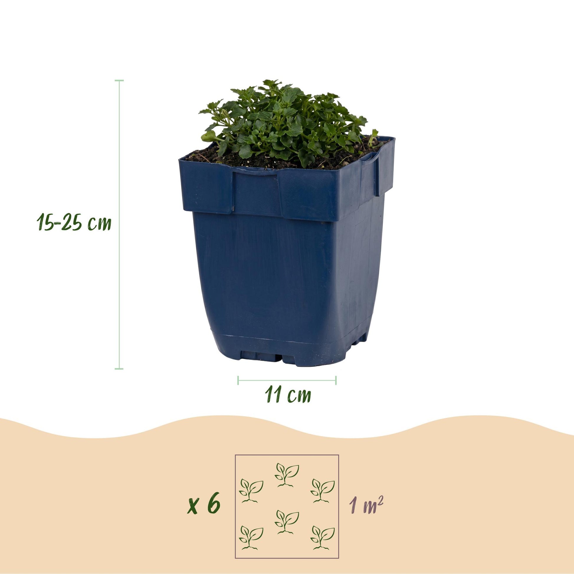 Campanule des murs (Campanula portenschlagiana) en pot, montrant les dimensions du pot (11 cm) et de la plante (15-25 cm de hauteur), et un 