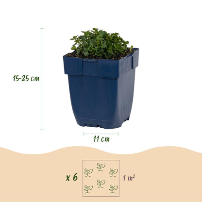 Campanule des murs (Campanula portenschlagiana) en pot, montrant les dimensions du pot (11 cm) et de la plante (15-25 cm de hauteur), et un 