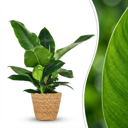Plante d'intérieur - Philodendron - Philodendron Imperial Green - Vert - Entretien facile - 1 Plante - avec Panier - Pot 19cm - Hauteur 65cm