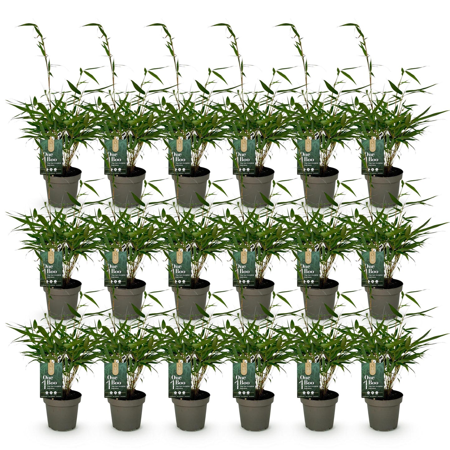 Fargesia robusta Pingwu : lot de vingt bambous non traçants en pots de 14 cm, alignés sur fond blanc. Chaque plante mesure 35 cm de haut.