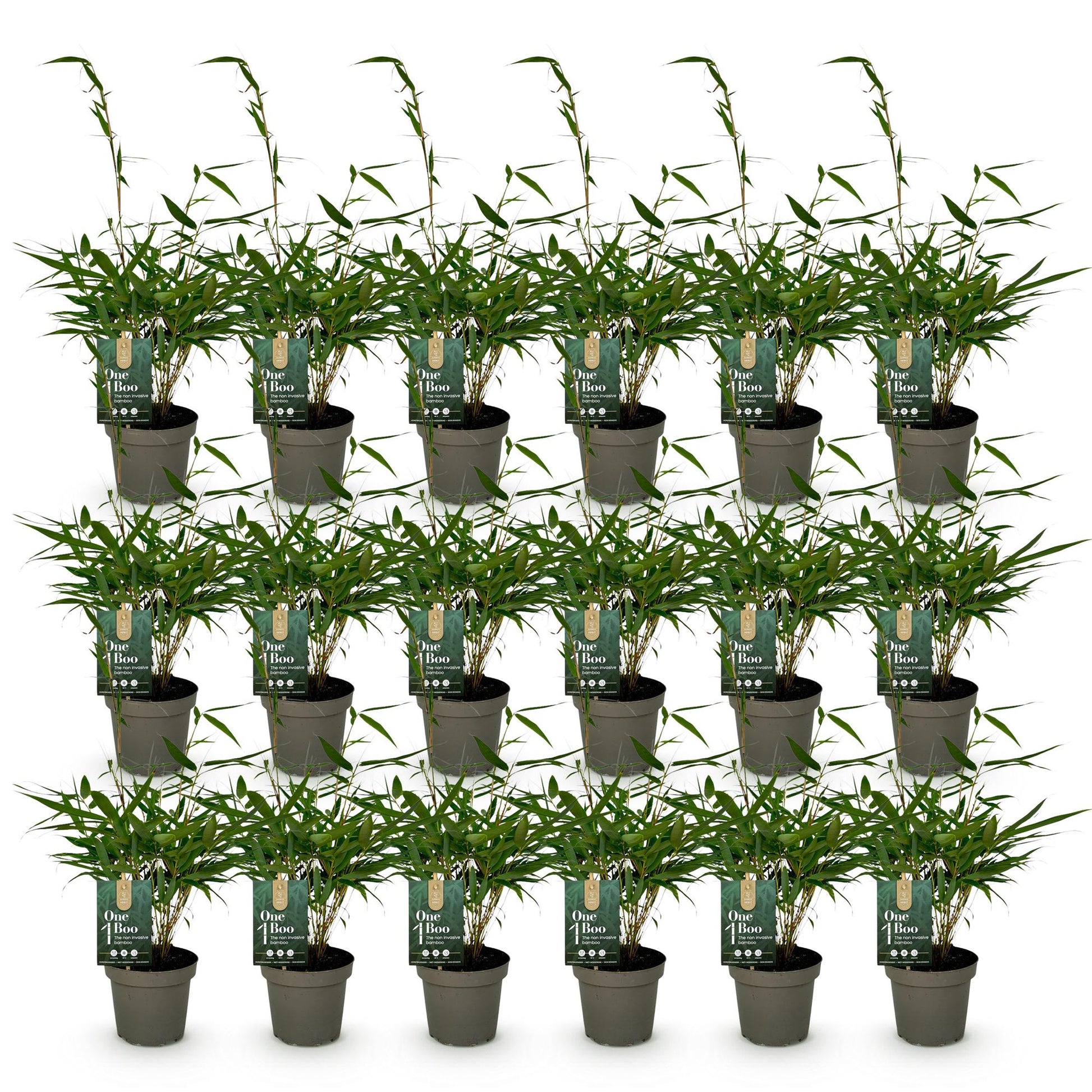 Fargesia robusta Pingwu : lot de vingt bambous non traçants en pots de 14 cm, alignés sur fond blanc. Chaque plante mesure 35 cm de haut.