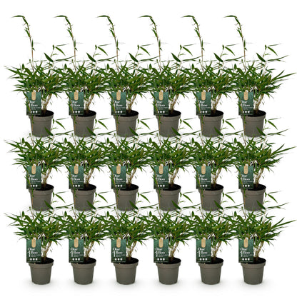 Fargesia robusta Pingwu : lot de vingt bambous non traçants en pots de 14 cm, alignés sur fond blanc. Chaque plante mesure 35 cm de haut.