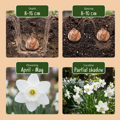 Guide de plantation des bulbes de Narcisse Triandrus 'Thalia' avec profondeur, espacement, floraison et exposition.