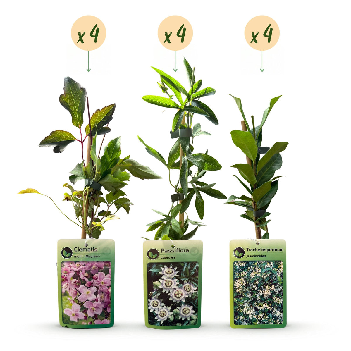 Plantes grimpantes Tricolore en mélange de couleurs - grimpantes fleuries