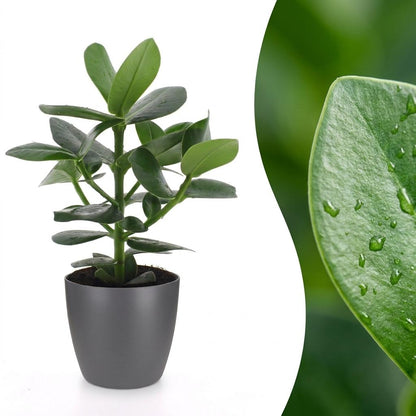 Une plante Clusia Princess luxuriante avec des feuilles vertes brillantes et humides, présentée dans un élégant cache-pot gris