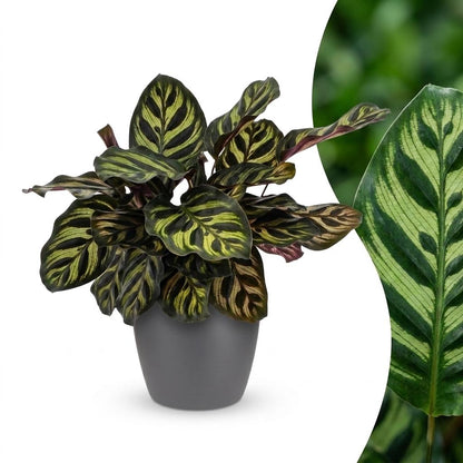 Une élégante Calathea Makoyana, surnommée Plante Paon, avec son feuillage panaché de vert clair et foncé, présentée dans un cache-pot gris