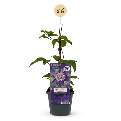 Clématite 'Multi Blue' - lot de 6 plants, pot Ø9 cm
