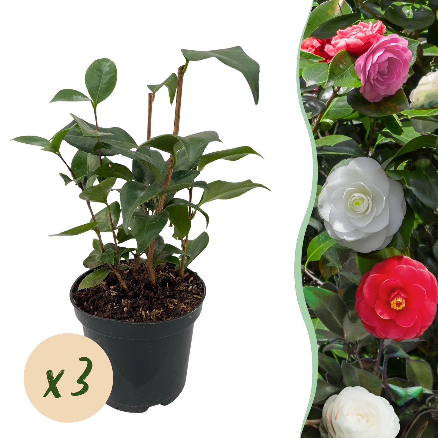 Camelia japonica Tricolour. Un jeune plant en pot accompagné d'une bulle "x3" indiquant la quantité et une vue des fleurs rose, blanc et rou